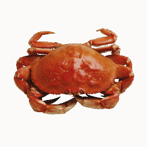 カニ解禁ツアーで楽しむカニ食べ放題の温泉宿はどこ？