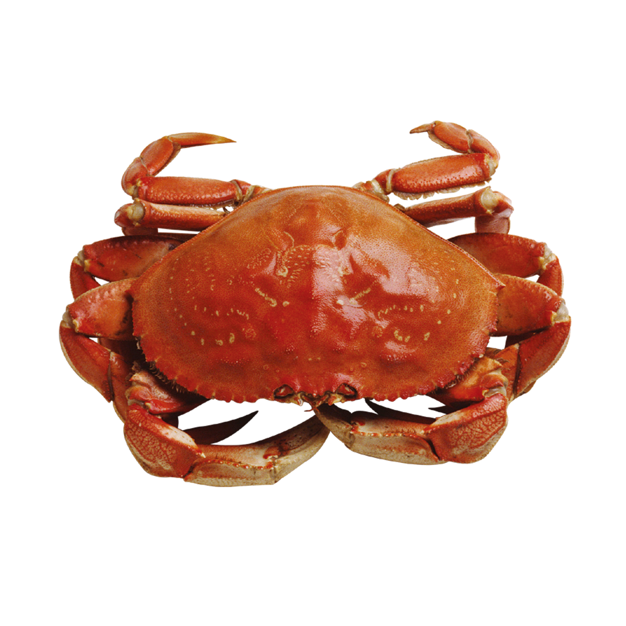 カニ解禁ツアーで楽しむカニ食べ放題の温泉宿はどこ？