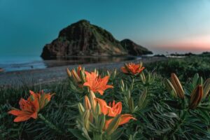 日本海のカニ食べ放題を直前割でお得に楽しむ方法は？