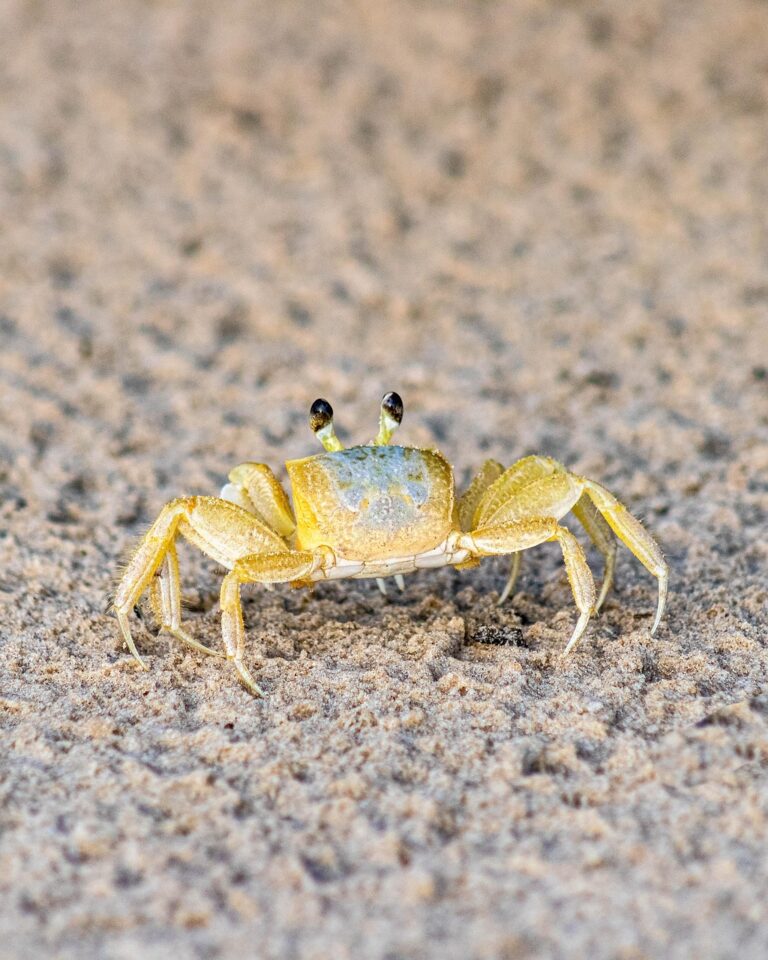 カニ食べ放題を楽しむための東北の日帰り旅行プランは？