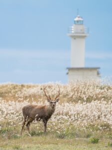 北海道のカニ食べ放題と温泉の源泉かけ流しはどこで楽しめる？