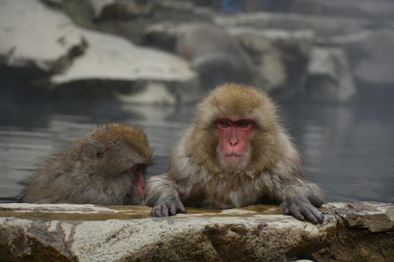 伊豆長岡温泉で蟹食べ放題のビュッフェと露天風呂付きの宿はどこ？