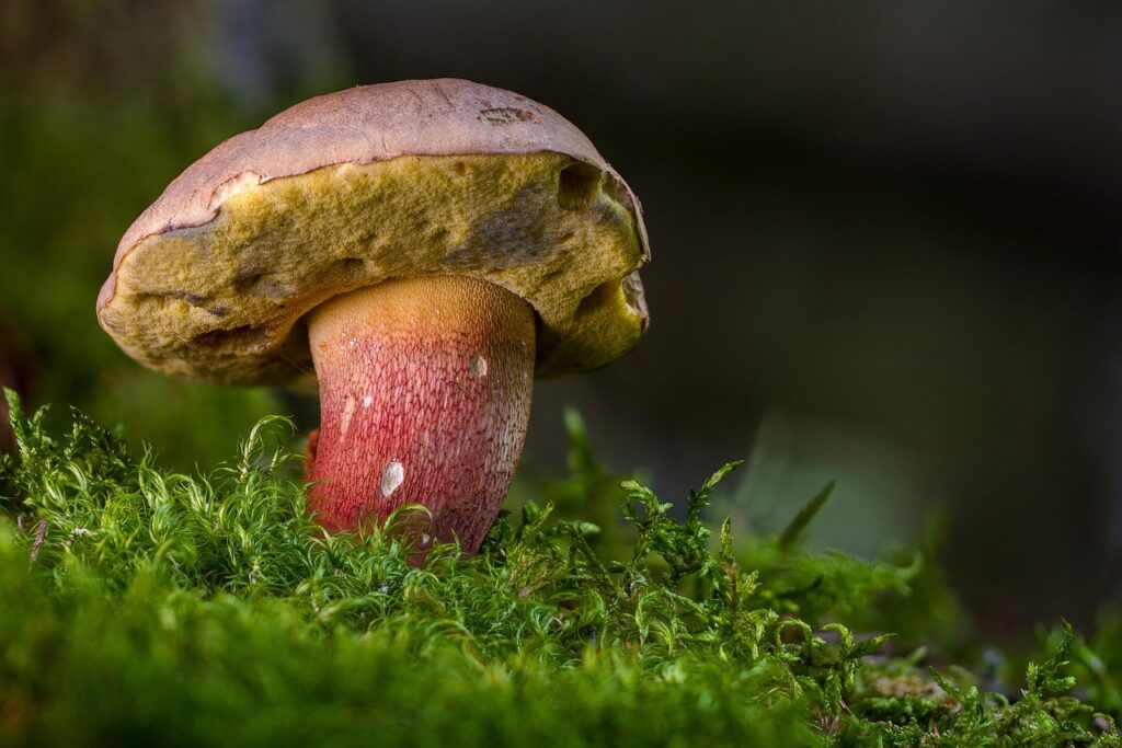蟹食べ放題の温泉で子どもが食べやすいメニューは何？