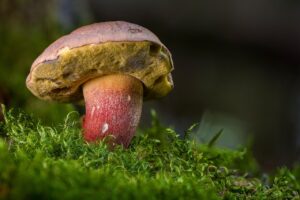 蟹食べ放題の温泉で子どもが食べやすいメニューは何？