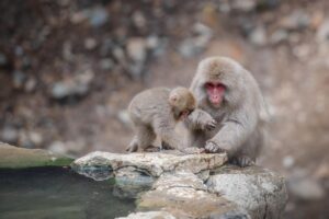 カニを楽しむための温泉宿は安いところで見つかる？