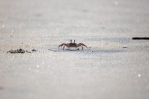 温泉宿でのカニ体験談は本当におすすめ？