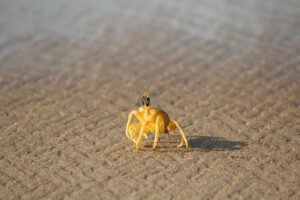 カニ食べ放題で気をつけるべき注意事項は？
