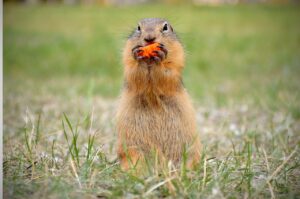 カニ食べ放題の予約前に知っておくべきポイントは？